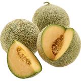Honigmelone Galia