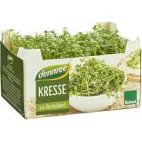 Kresse in der Schale