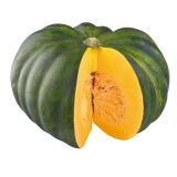 Kürbis Muscat de Provence dunkelgrün