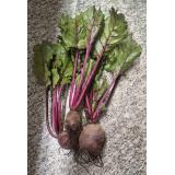 Rote Bete im Bund
