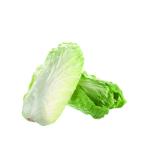 Salat Zuckerhut