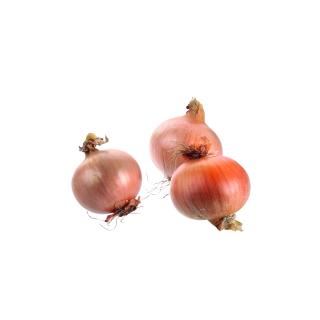 Zwiebel Gemüsezwiebel