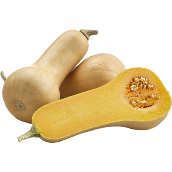 Kürbis Butternut