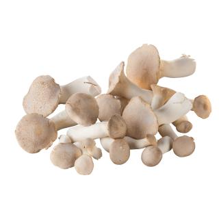 Kräuterseitlinge, ca. 100 g