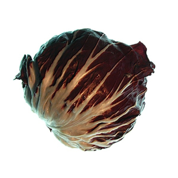 Salat Radicchio
